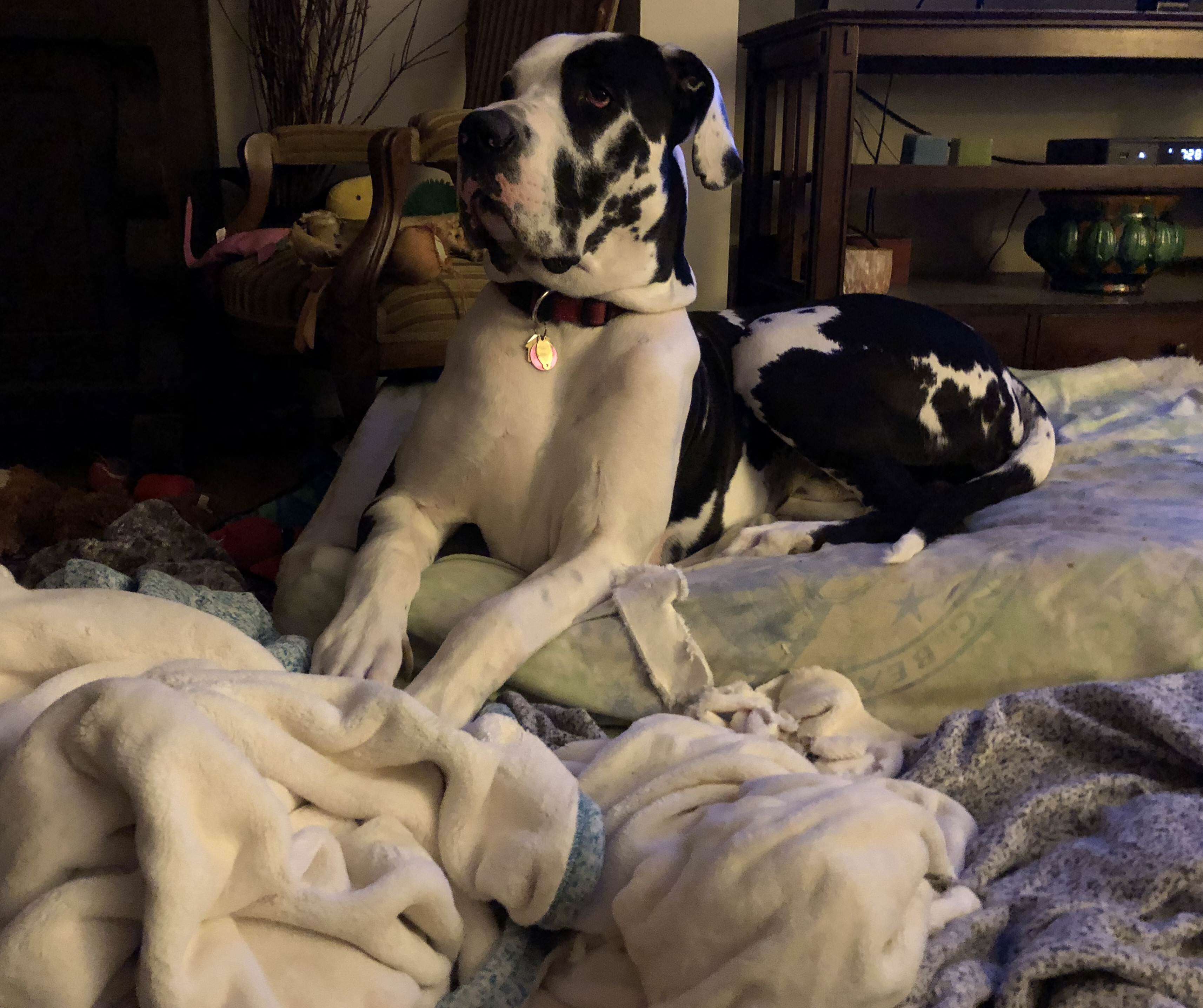 Floyd the Great Dane loves blankets