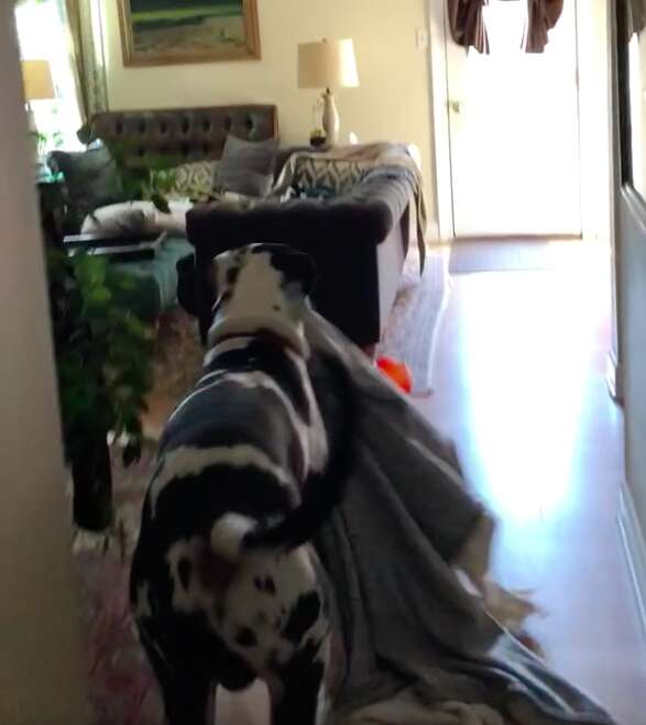 Floyd the Great Dane loves blankets