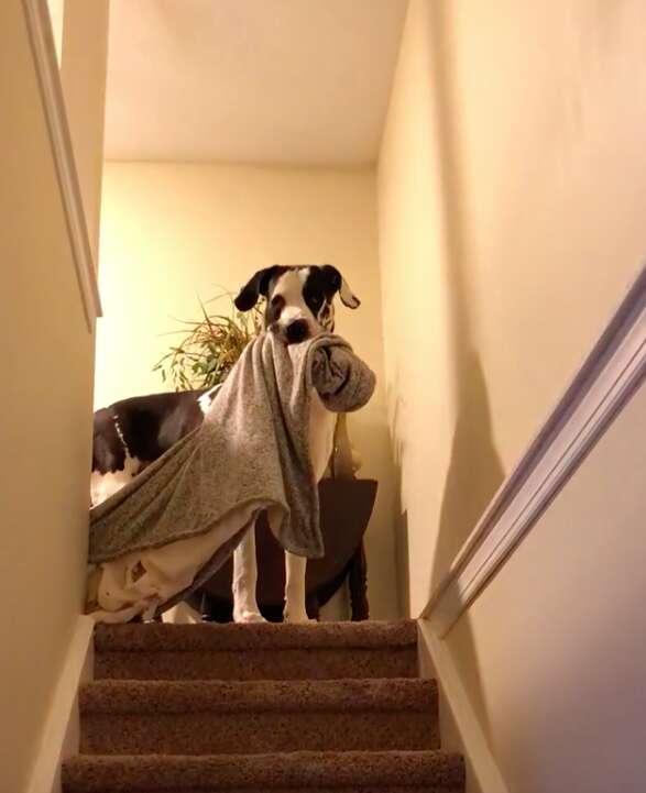 Floyd the Great Dane loves blankets