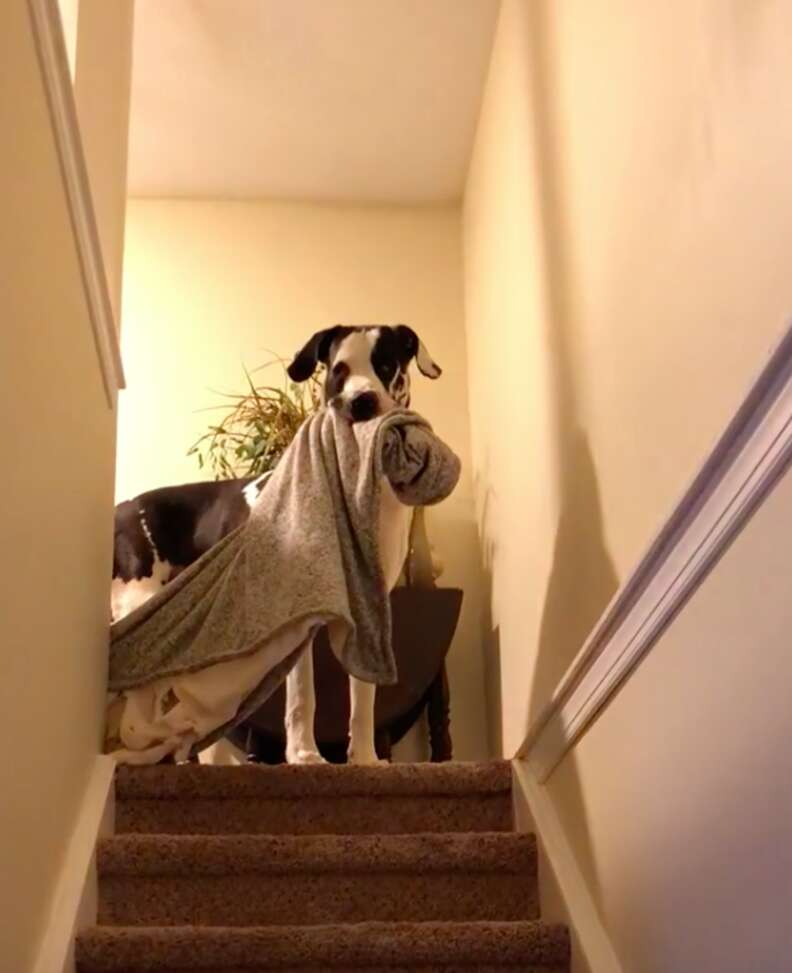 Great Dane Brings His Favorite Blanket Everywhere With Him The Dodo