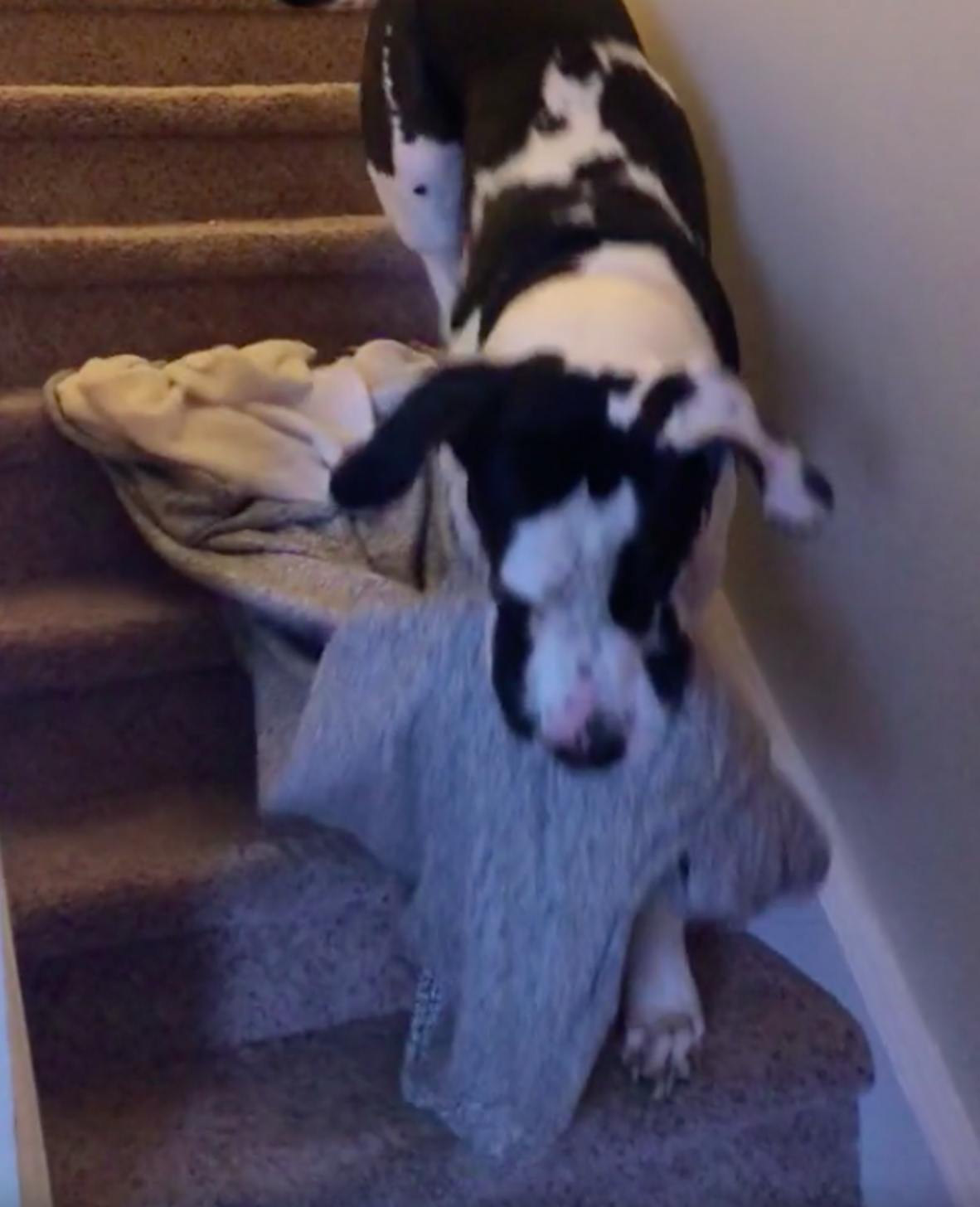 Great Dane Brings His Favorite Blanket Everywhere With Him The Dodo