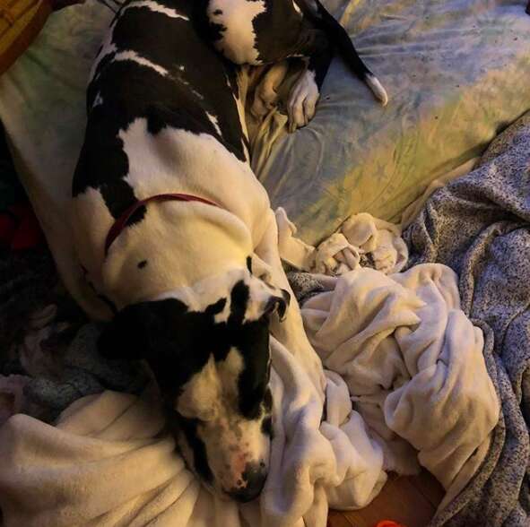 Floyd the Great Dane loves blankets