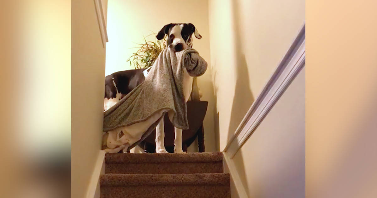 Great Dane Brings His Favorite Blanket Everywhere With Him The Dodo