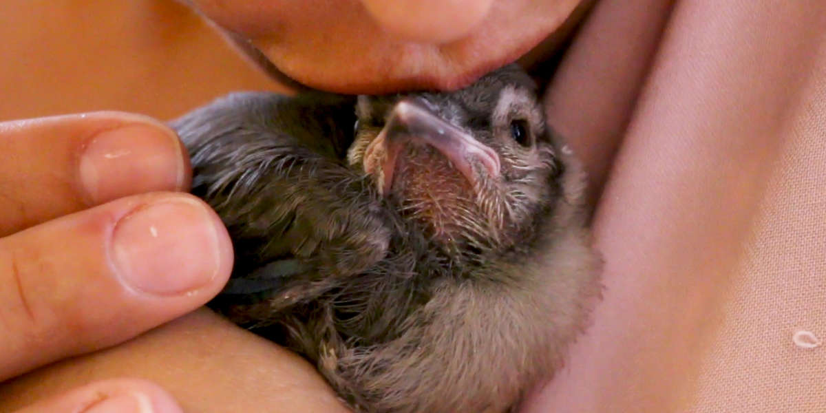 People Save Birds From The Streets Of NYC - Videos - The Dodo