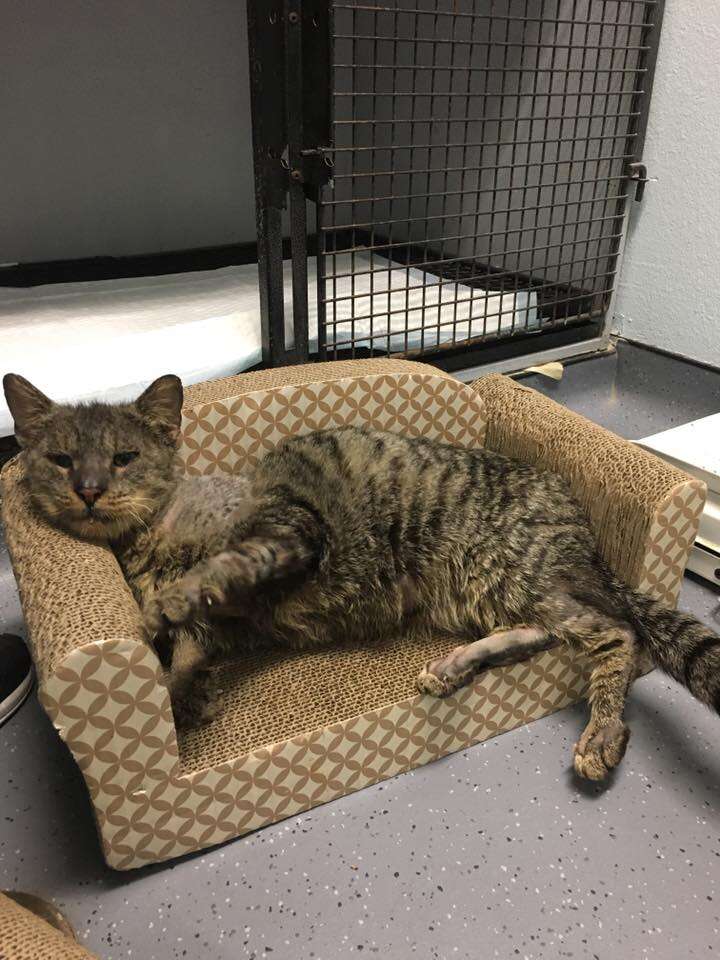 Valentino shelter cat recovering from mange