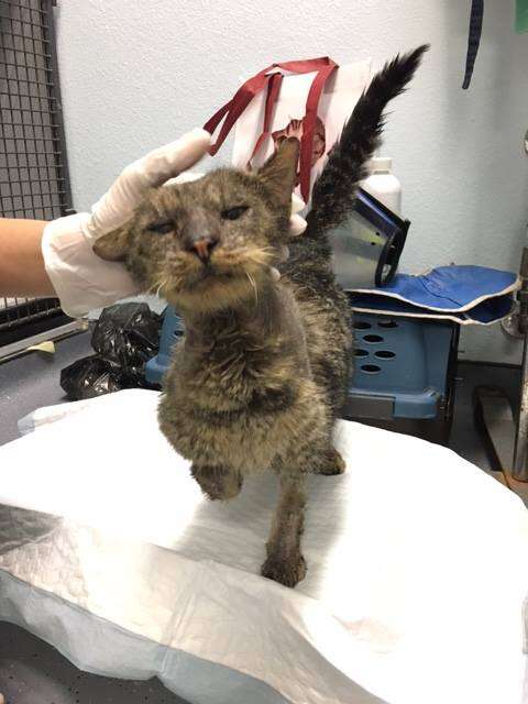 Valentino shelter cat recovering from mange