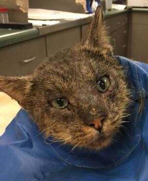 Shelter cat Valentino recovering from mange