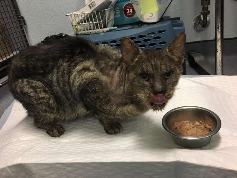 Cat recovering from mange at LA rescue