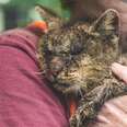 Woman comforting shelter cat with mange