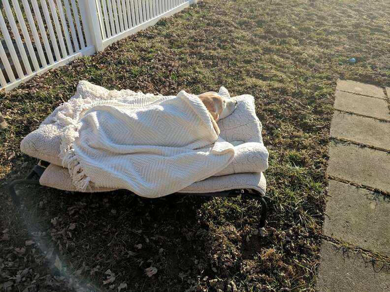 Dog sleeping in dog bed outside