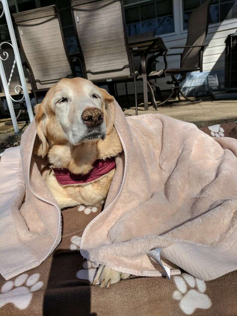 Dog in blankets enjoying sunshine