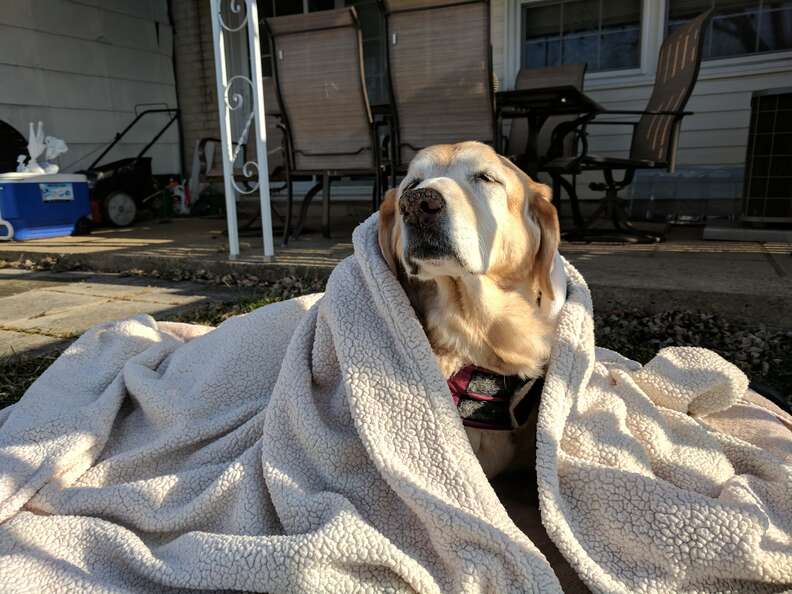 Yellow lab snuggled up in blankets