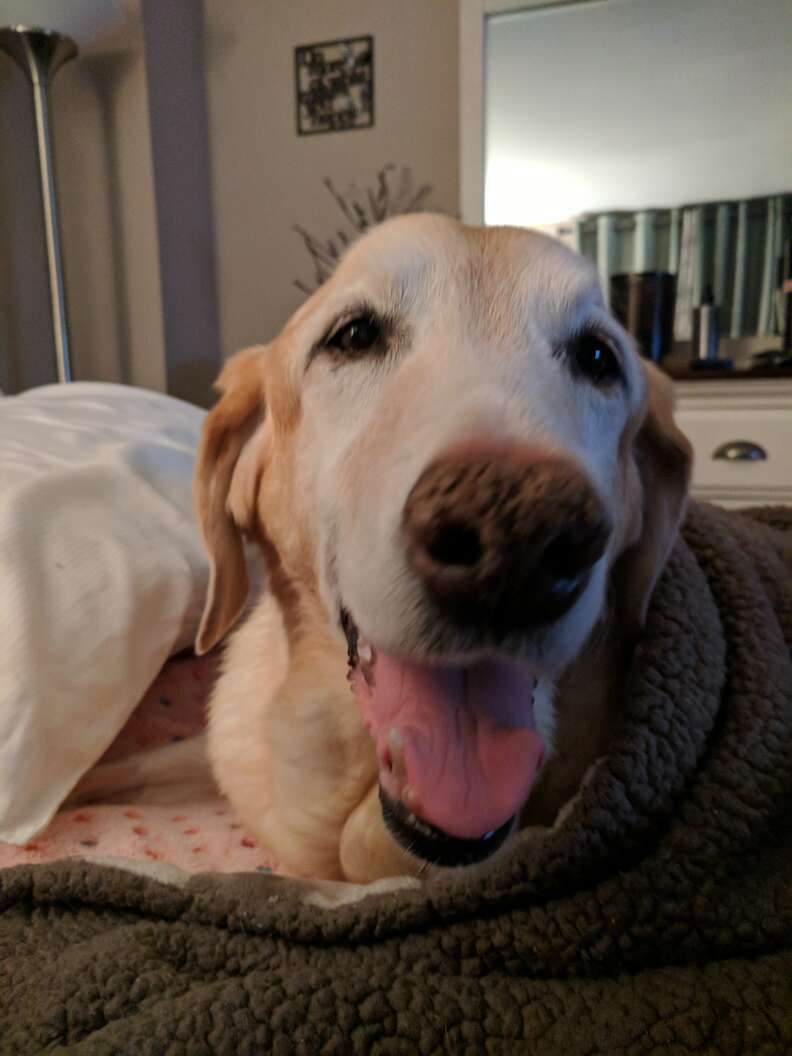 Senior dog with open mouthed smile