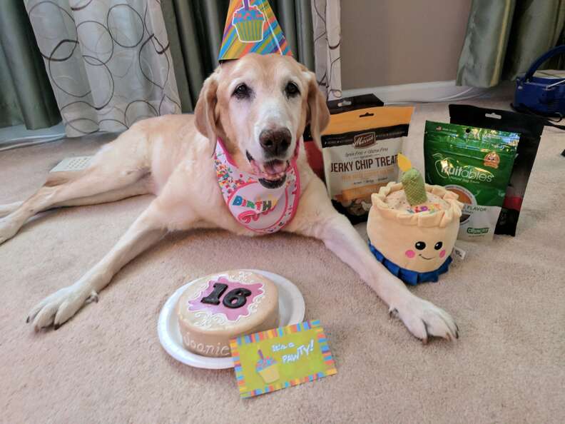 Dog celebrating 16th birthday