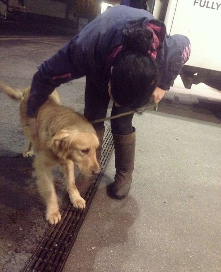 golden retriever dog meat survivor china