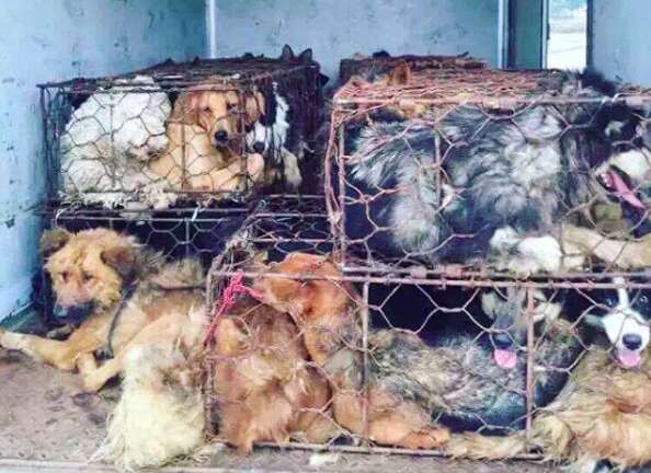 golden retriever dog meat survivor china clover