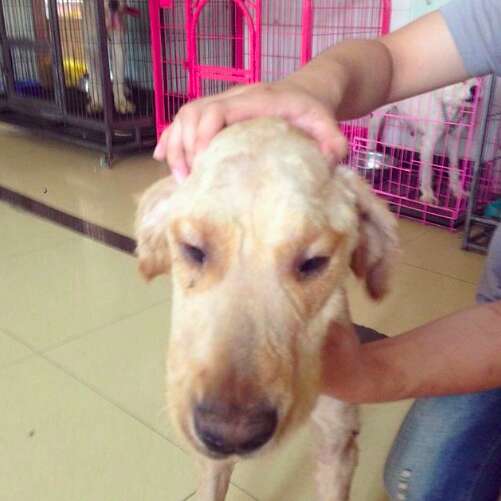golden retriever dog meat trade survivor china