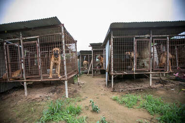 The dog meat farm in Yesan, South Korea
