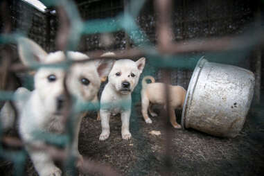 Jindo dogs at dog meat farm in South Korea
