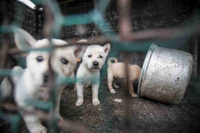 Jindo dogs at dog meat farm in South Korea