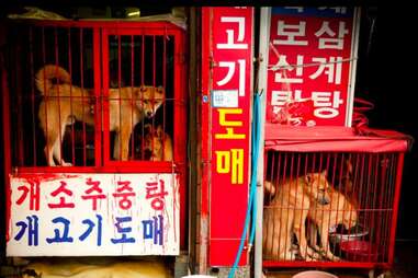 Dogs from the meat trade