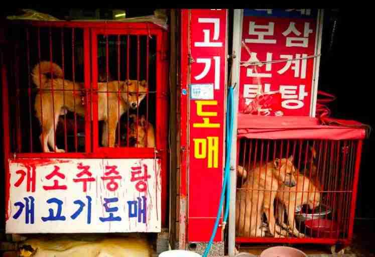Dogs from the meat trade
