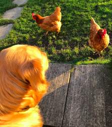 golden retriever meat trade survivor