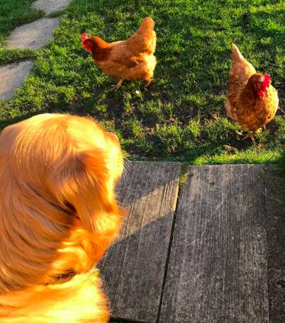 golden retriever meat trade survivor