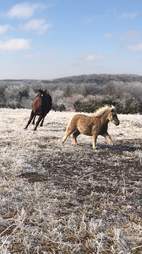 cricket miniature pony and corgi