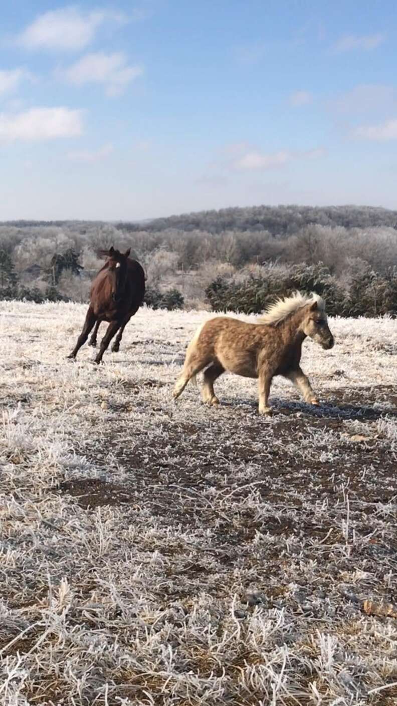 cricket miniature pony and corgi