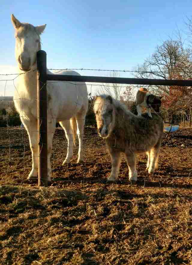 Cricket miniature horse and corgi