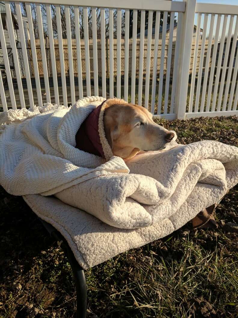 Dog snuggled up in dog bed outside