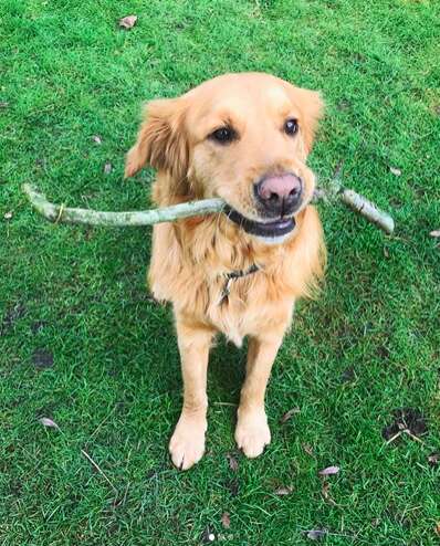 dog meat trade survivor england clover