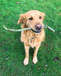 dog meat trade survivor england clover