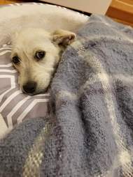 Dog snuggled up in blankets
