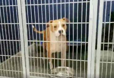 dog sing rescue shelter
