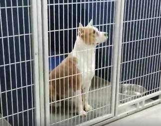 dog sing shelter north carolina