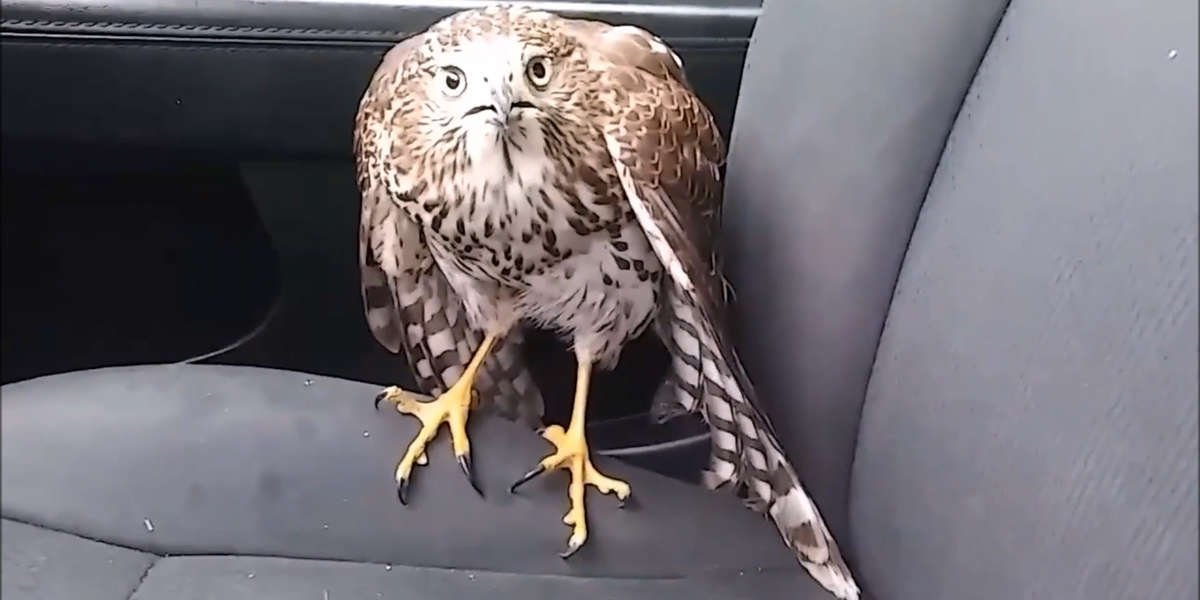 Crazy Animal Encounters That Led To Amazing Rescues - Videos - The Dodo