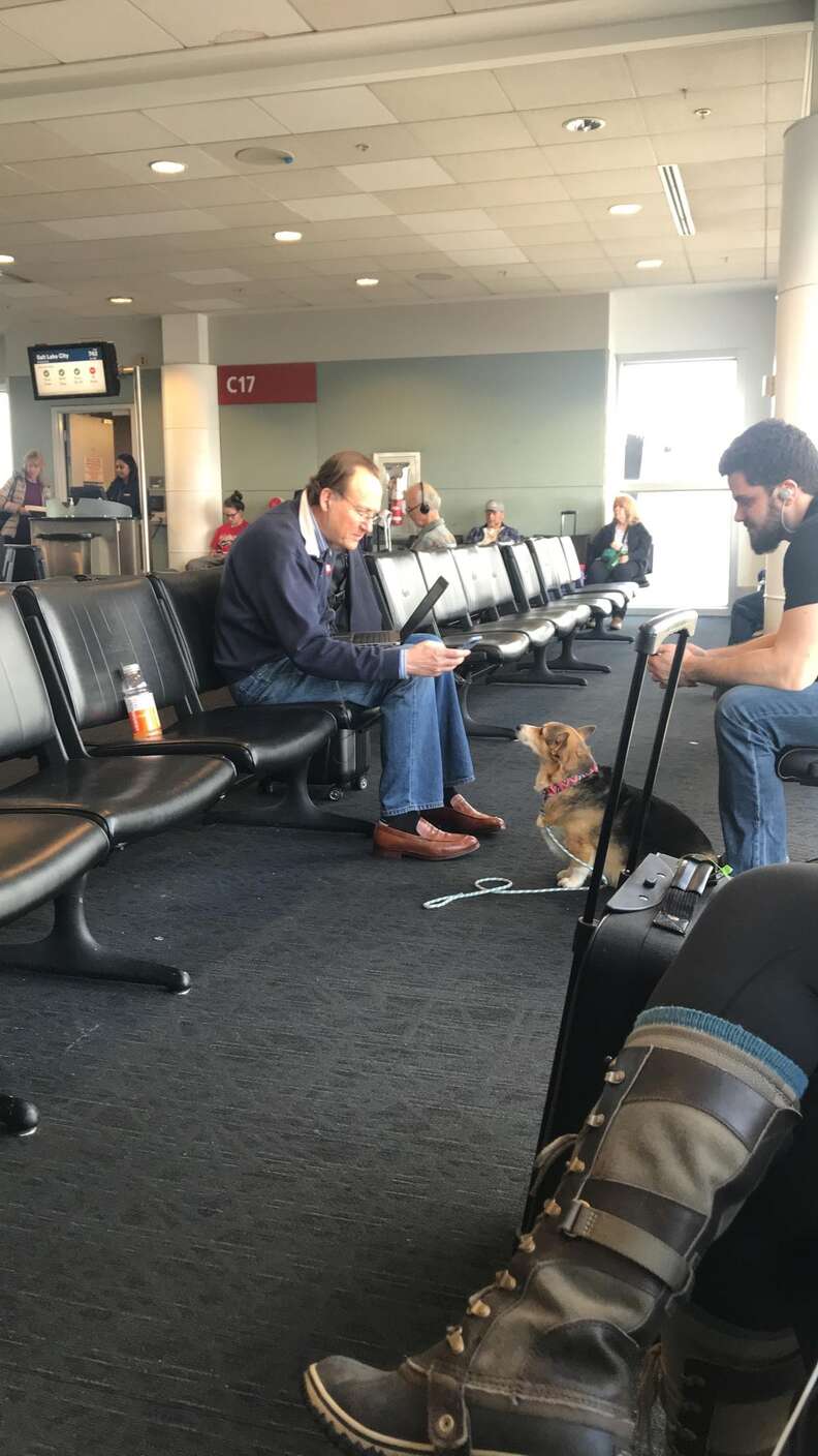 corgi comforts man in airport