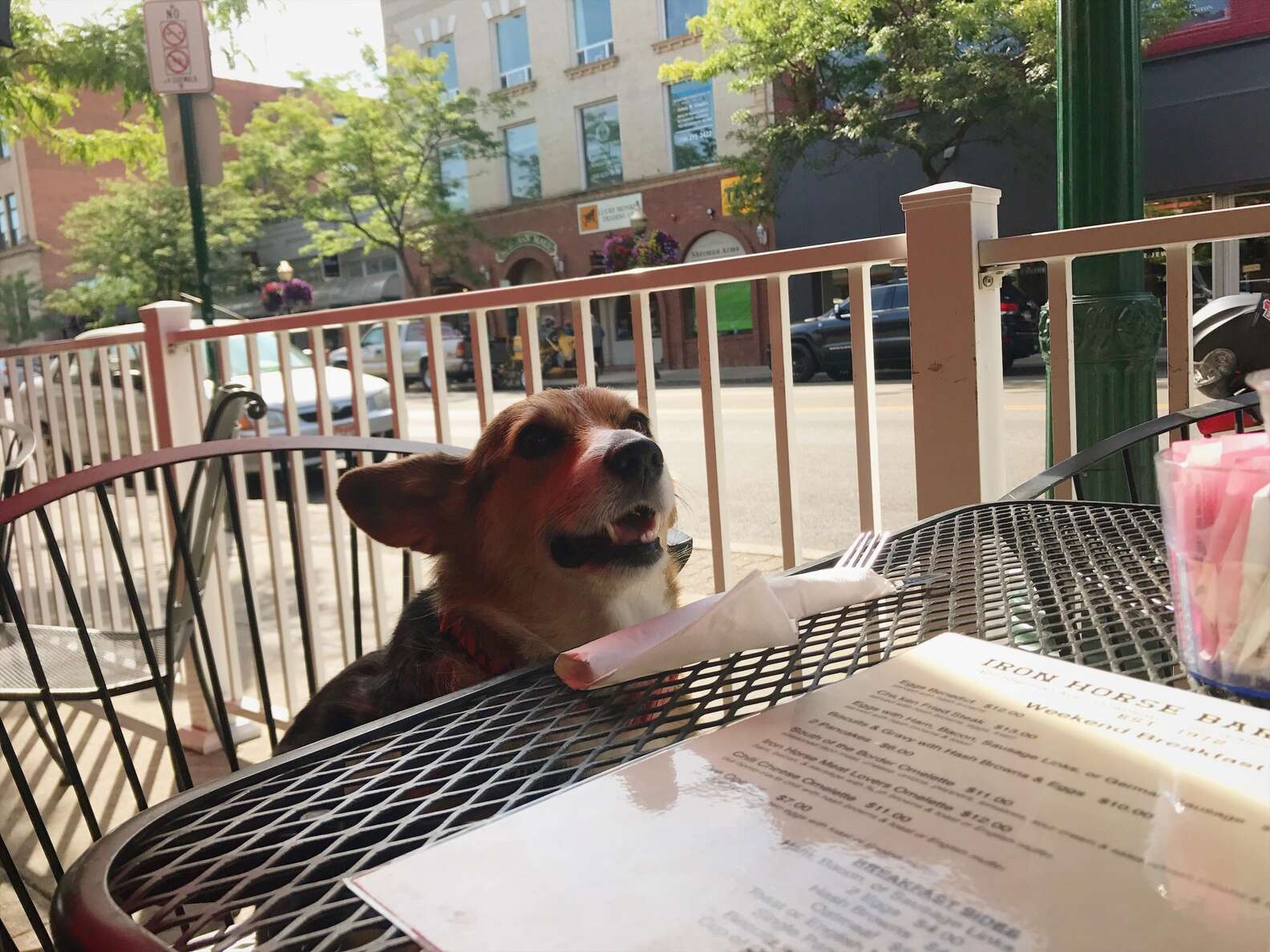 Corgi Comforts Stranger In Airport Who Just Lost His Dog - The Dodo