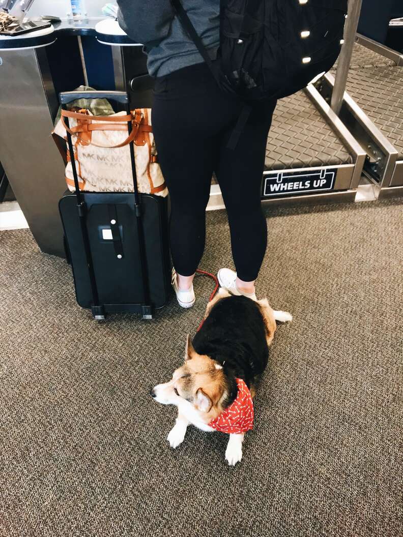 corgi comforts man in airport 