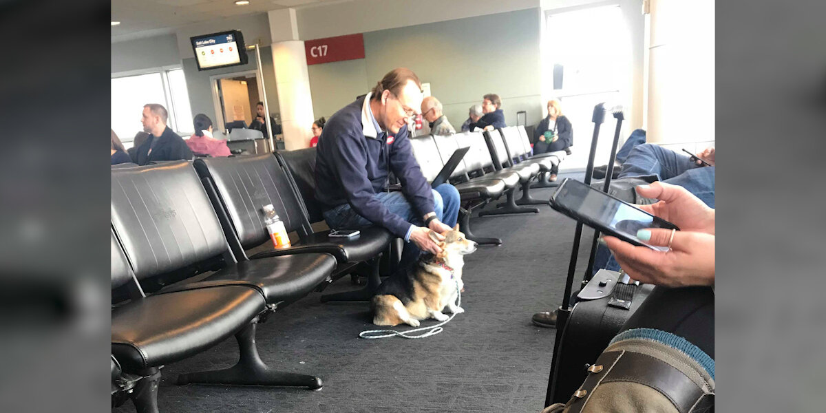 Corgi Comforts Stranger In Airport Who Just Lost His Dog - The Dodo