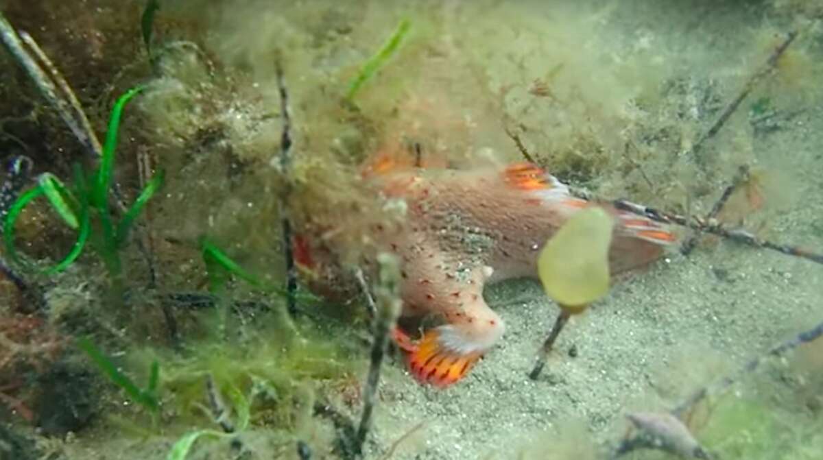 Rarest red handfish discovered near Tasmania