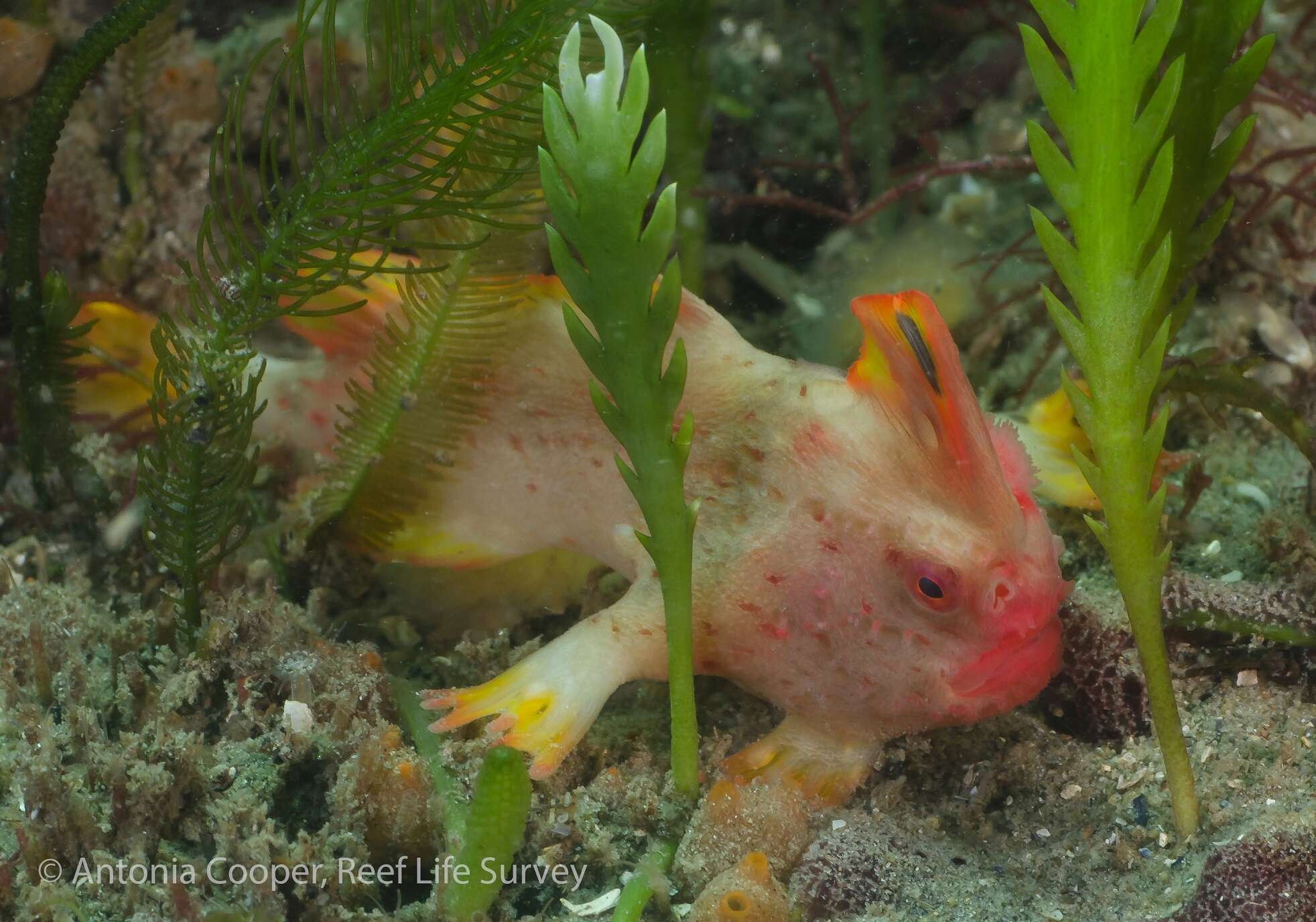 Red handfish discovered by divers off the coast of Tasmania