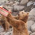 Rescued bears get package of treats