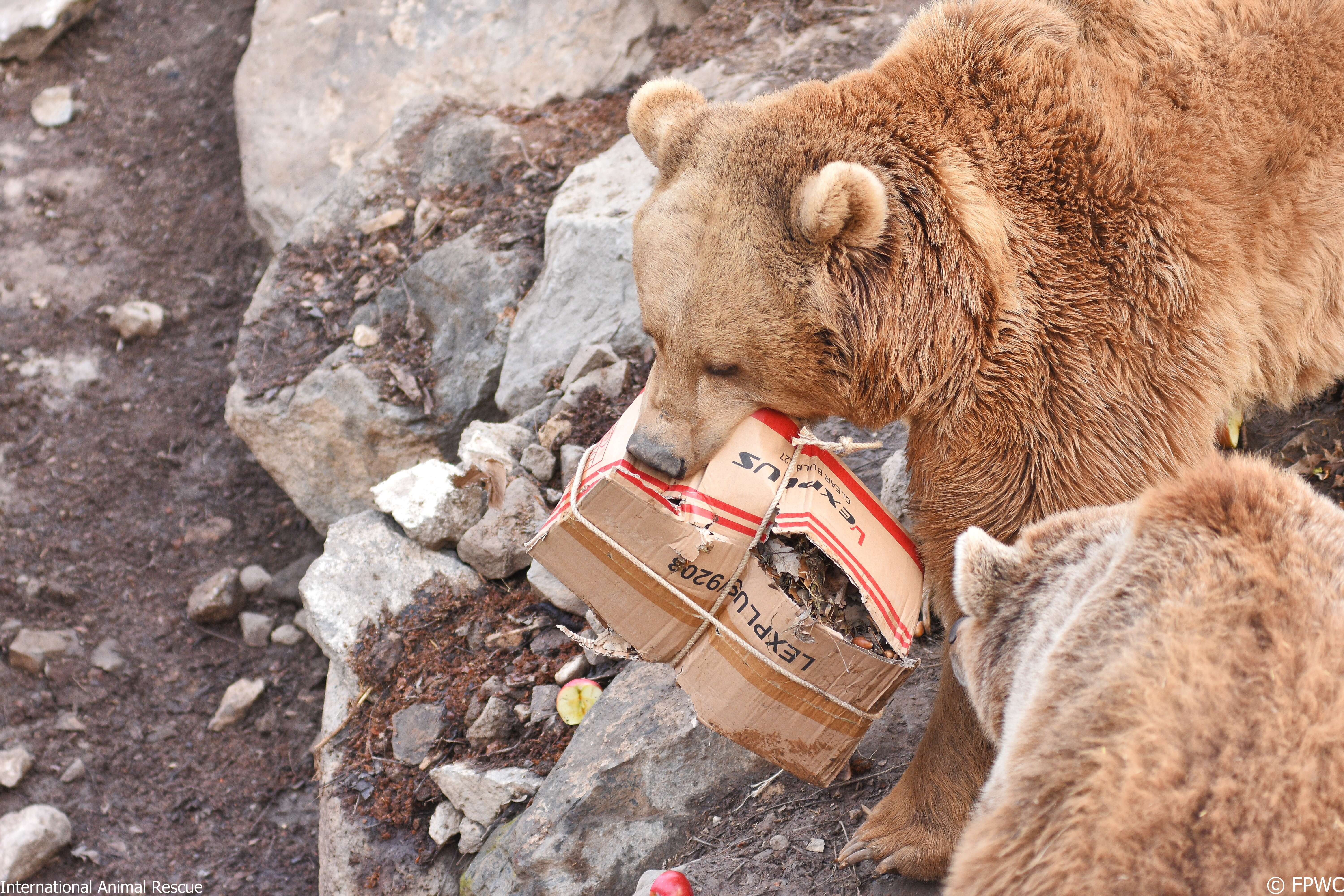 Bears rescued from Armenian alabaster factory at sanctuary