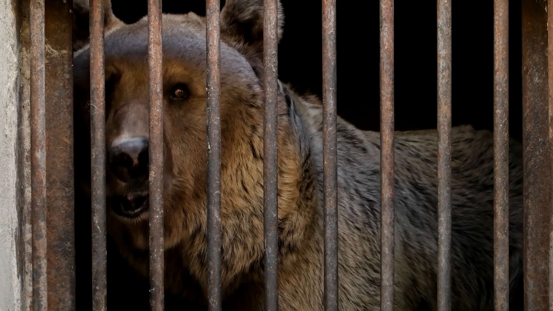 Bear caged in Armenia