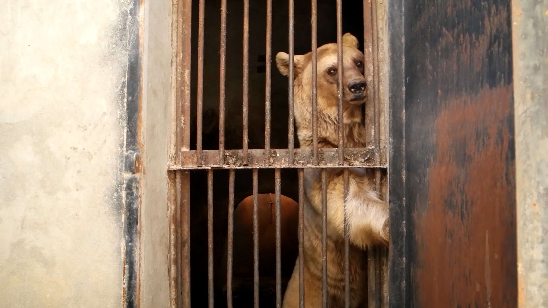 Bear caged in alabaster factory in Armenia
