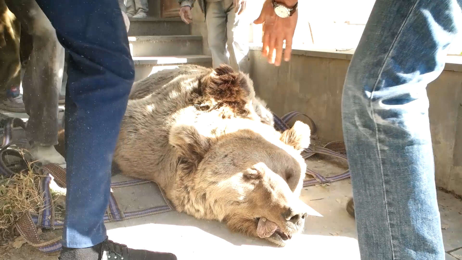Bear being rescued from factory in Armenia