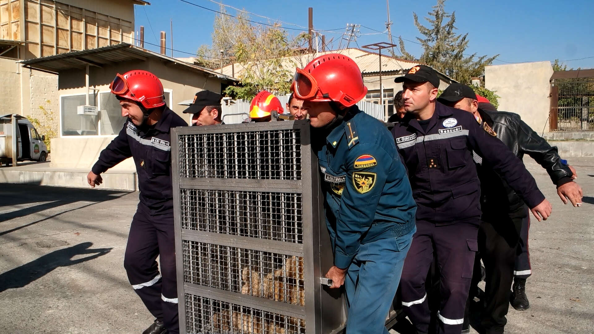 Bear being rescued from alabaster factory in Armenia